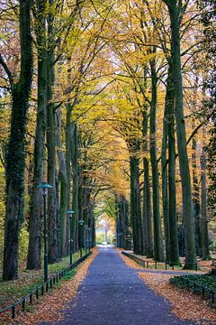 Avenue avec des arbres aux couleurs d'automne sur Ingrid van Sichem