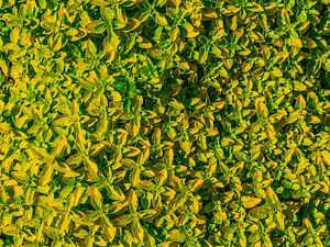 Hellgrüne Blätter als Hintergrund-Muster
