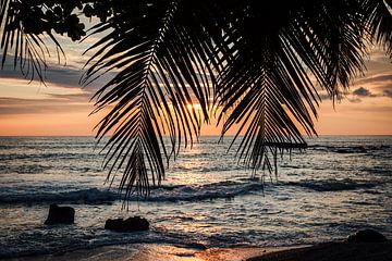 Sonnenuntergang durch die Palmblätter von Joep Gräber