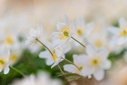 Anémone au printemps