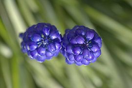 Blaue Traube von Mike Bing