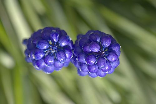 Blaue Traube