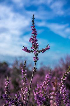 Signe de silence sur Lili's Photography