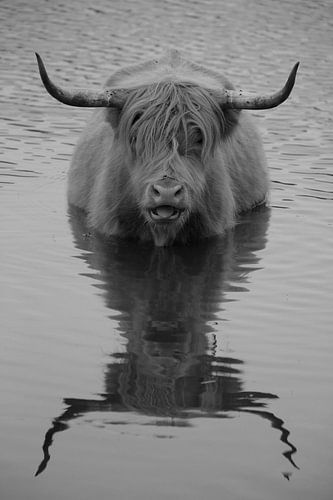 Schottischer Highlander