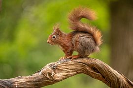 Ecureuil, écureuil roux. Sciurus vulgaris