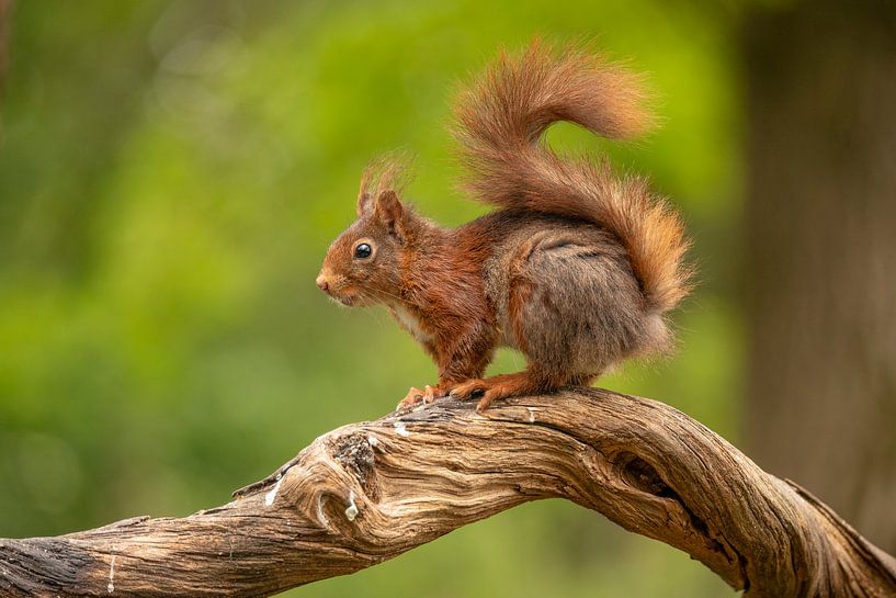 Eekhoorn, Rode Eekhoorn. Sciurus vulgaris van Gert Hilbink