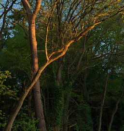 Sonnenuntergang im Strubben-Kniphorstbosch – Schipborg (Niederlande) von Marcel Kerdijk