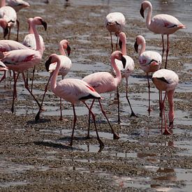 Flamingo's bij Walvisbaai van Erna Haarsma-Hoogterp