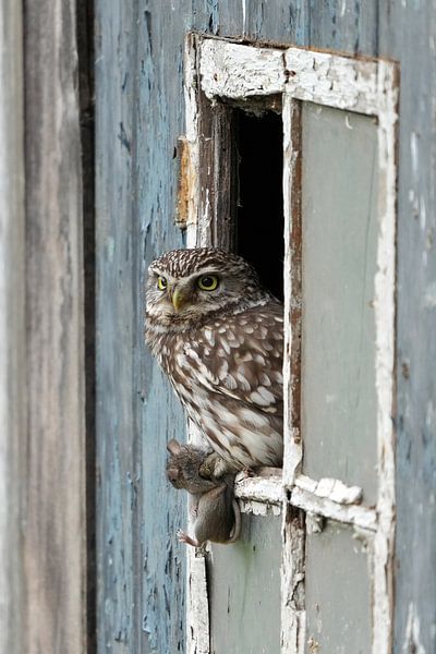 Stone owl by Wim Frank