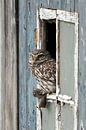 Stone owl by Wim Frank thumbnail