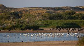 Lepelaars op Terschelling by Sjoukje Hamstra-Bouma