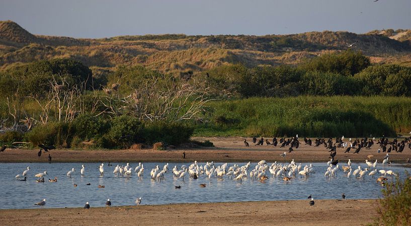 Lepelaars op Terschelling von Sjoukje Hamstra-Bouma
