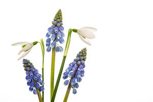 Raisins bleus et perce-neige