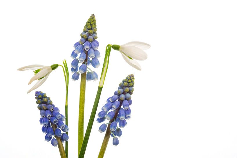 Blue grapes and snowdrops by Carola Schellekens