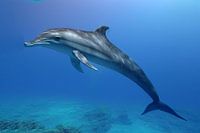 DELFIN