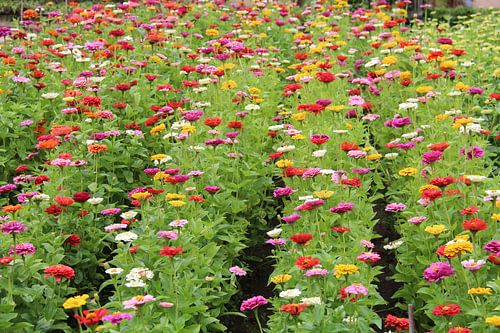Blumen im Gemüsegarten