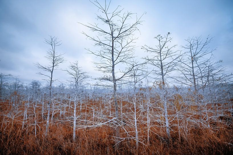 landschap van Frank Peters