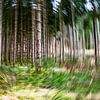 Im Pfälzer Wald (ICM-Fotografie von Ursula Di Chito