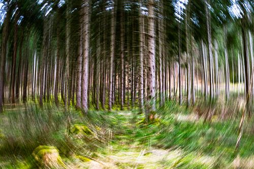 Im Pfälzer Wald (ICM-Fotografie