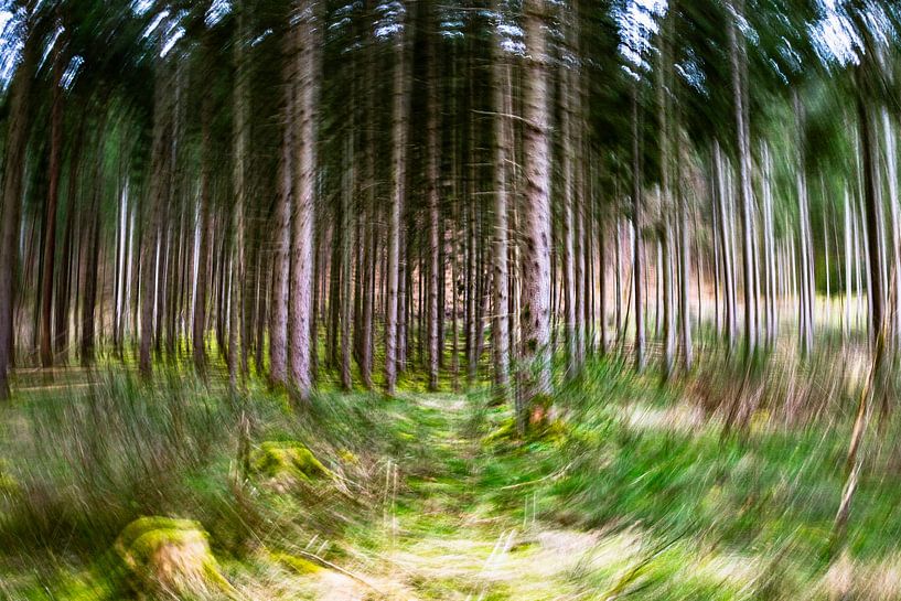 Im Pfälzer Wald (ICM-Fotografie von Ursula Di Chito