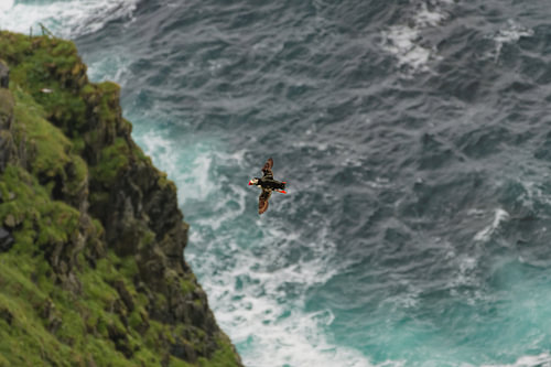 Puffin above the waves off Runde