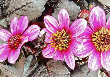Roze Bloemen Glorie van Dorothy Berry-Lound