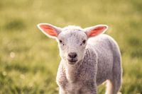 Lamb
