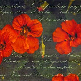 Capucine -  Tropaeolum majus L. sur Christine Nöhmeier