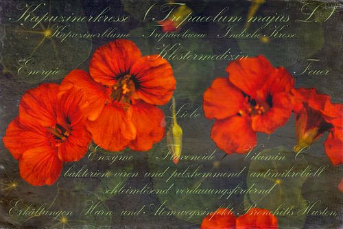 Nasturtium - Tropaeolum majus L. by Christine Nöhmeier