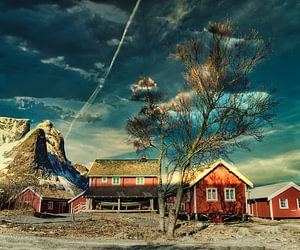 Robuer Lofoten Norway von Kai Müller