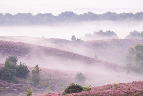 Magische paarse heide gehuld in mist