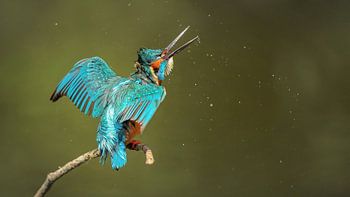 kingfisher