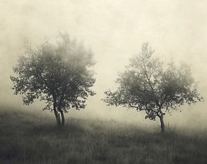 Herbstnebel