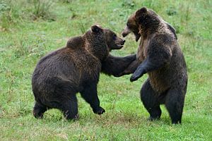 Junge Bären, Europaeische Braunbären ( Ursus arctos ) käbbeln sich. von wunderbare Erde