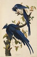 Western Shrub Jay - Teylers Edition - Birds of America, John James Audubon