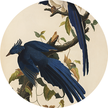 Westelijke Struikgaai - Teylers Edition -  Birds of America, John James Audubon van Teylers Museum