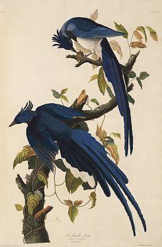 Geai des broussailles de l'Ouest - Édition Teylers - Oiseaux d'Amérique, John James Audubon sur Teylers Museum
