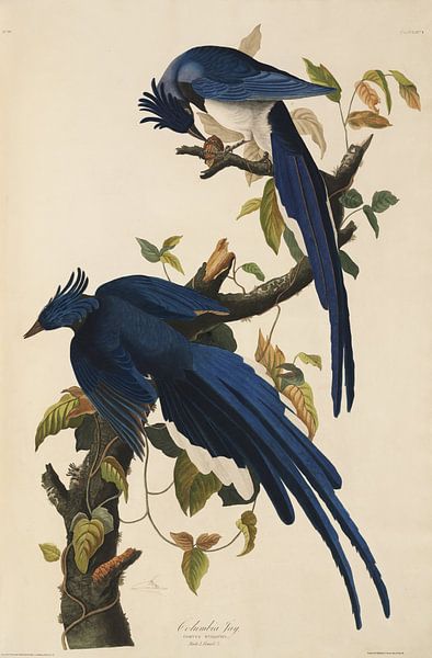 Geai des broussailles de l'Ouest - Édition Teylers - Oiseaux d'Amérique, John James Audubon par Teylers Museum