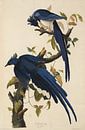 Geai des broussailles de l'Ouest - Édition Teylers - Oiseaux d'Amérique, John James Audubon par Teylers Museum Aperçu