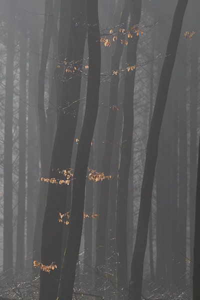 Verlichte herfstbladeren by Jovas Fotografie