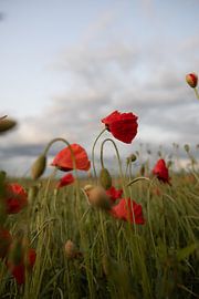 Mohnblüten im Abendlicht von Namoto Photography