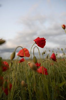 Papaverbloemen in het avondlicht