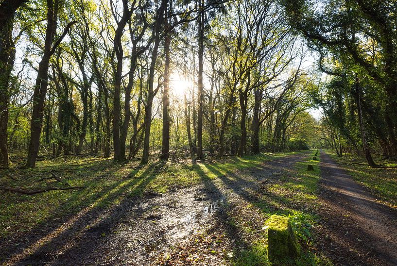 Strubben-Kniphorst forest - Drentsche Aa (Netherlands) by Marcel Kerdijk