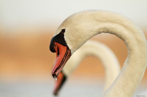 Mute swan