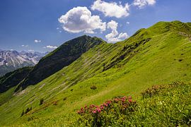 Alpine rose blossom on the Fellhorn by Walter G. Allgöwer
