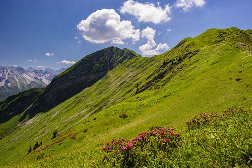 Alpenroosbloesem op de Fellhorn