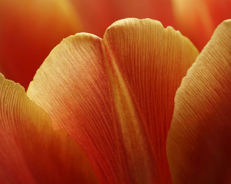 Tulip petals orange glow by Saskia Schotanus