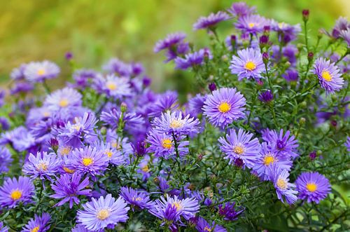 Asters