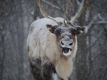 Reindeer in winter