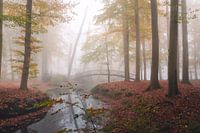 Herbstwald im Nebel